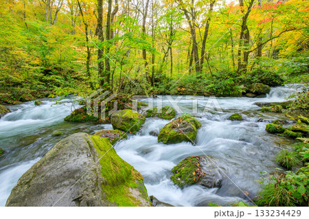 秋の奥入瀬渓流　青森県十和田市 133234429