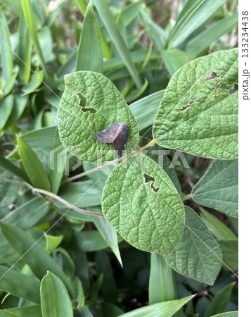 葉にとまる「チュウゴクアミガサハゴロモ」 133234438