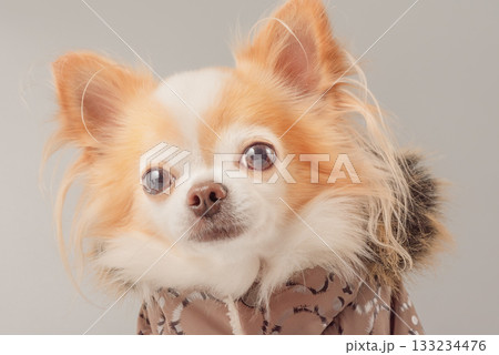 Chihuahua dog in a brown jacket on a gray background. 133234476