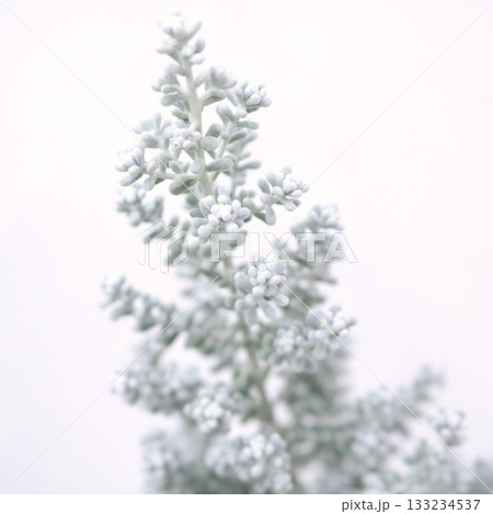 クリスマスツリーのようなコチア1 133234537