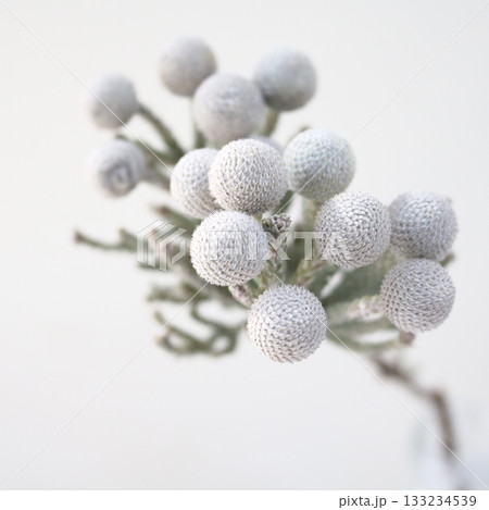 シルバーブルニアの切花 133234539