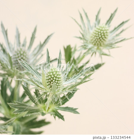 エリンジュームシリウスの切花1 エリンジュームシリウスの切花1 133234544