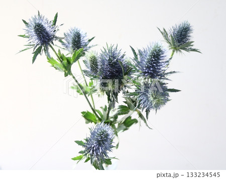 エリンジュームスーパーノバの切花1 133234545