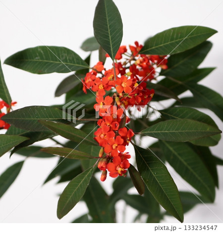 ユーフォルビアフルゲンスのオレンジ色の花1 ユーフォルビアフルゲンスのオレンジ色の花1 133234547