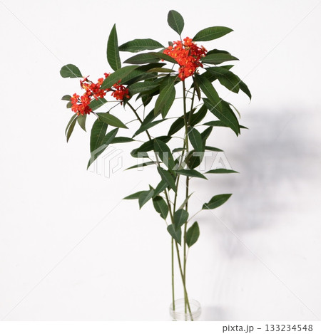 ユーフォルビアフルゲンスのオレンジ色の花2 ユーフォルビアフルゲンスのオレンジ色の花2 133234548