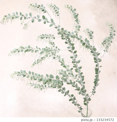 パールアカシアの切枝2 パールアカシアの切枝2 133234572