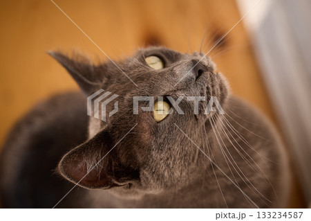 A curious gray cat gazes upwards. A curious gray cat gazes upwards. 133234587