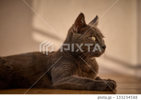 A gray cat rests peacefully in warm sunlight indoors. A gray cat rests peacefully in warm sunlight indoors. 133234588