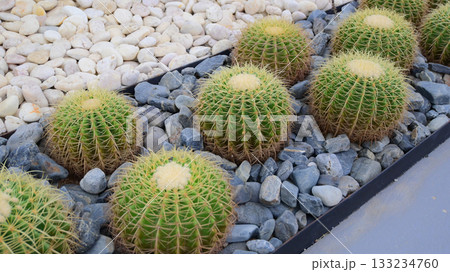 sphere cactus in the greenhouse garden 133234760