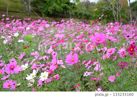 晩秋のコスモス 133235160