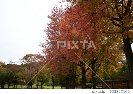 モミジバフウの紅葉 133235169