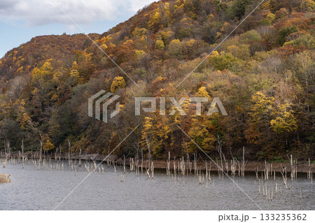 落合ダムの紅葉 133235362