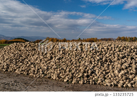 甜菜収穫 133235725