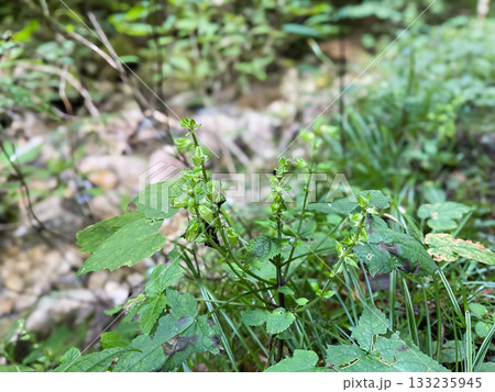 細かい毛があるアキギリのような野生の花。広島県安芸太田にある龍頭峡。 133235945