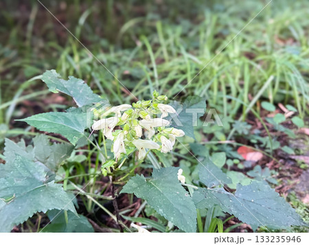 白いキバナアキギリのような野草。広島県安芸太田にある龍頭峡。 133235946