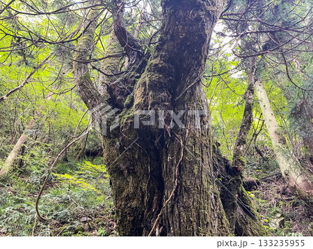 幹が太い落葉樹のカツラ。広島県安芸太田にある龍頭峡。 133235955