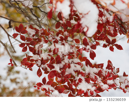 秋の記憶、冬の気配 133236039
