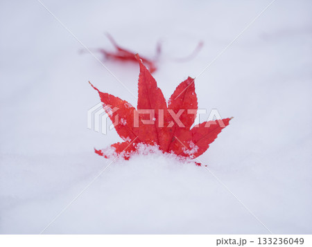 秋の名残、冬の兆し 133236049