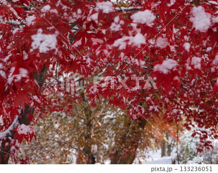 秋の名残、雪に包まれて 秋の名残、雪に包まれて 133236051