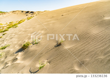 《静岡県》中田島砂丘・晴天下の風景 133236136