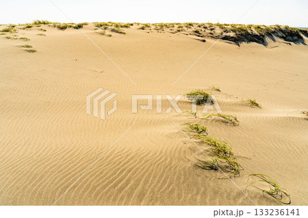 《静岡県》中田島砂丘・晴天下の風景 《静岡県》中田島砂丘・晴天下の風景 133236141