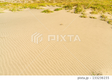《静岡県》中田島砂丘・晴天下の風景 133236155