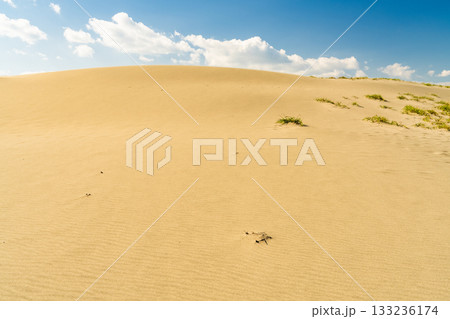 《静岡県》中田島砂丘・晴天下の風景 133236174