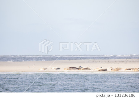 A Serene Coastal View featuring a Beautiful Sandy Shoreline and Distant Seals can be seenEierland A Serene Coastal View featuring a Beautiful Sandy Shoreline and Distant Seals can be seenEierland 133236186