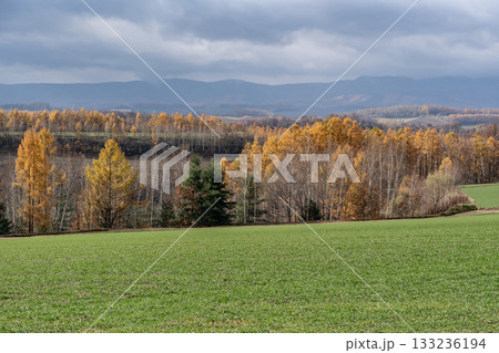 カラ松紅葉の大地 133236194