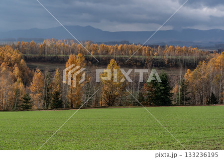 カラ松紅葉の大地 カラ松紅葉の大地 133236195