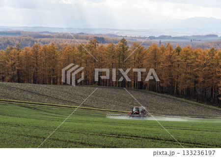 カラ松紅葉の大地 133236197