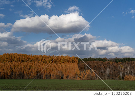 カラ松紅葉の大地 カラ松紅葉の大地 133236208