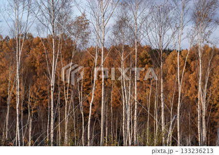 カラ松紅葉の大地 カラ松紅葉の大地 133236213