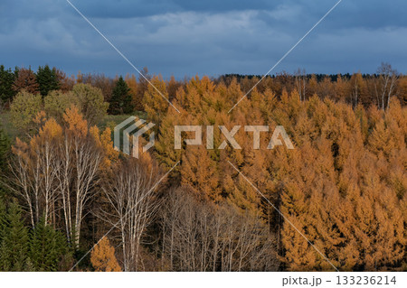カラ松紅葉の大地 133236214