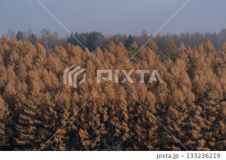 カラ松紅葉の大地 133236219