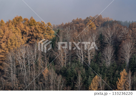 カラ松紅葉の大地 カラ松紅葉の大地 133236220