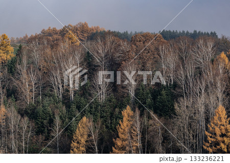 カラ松紅葉の大地 カラ松紅葉の大地 133236221