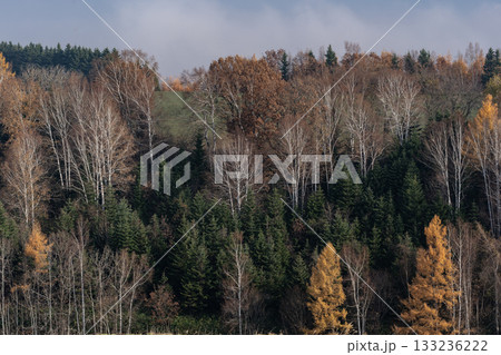 カラ松紅葉の大地 133236222