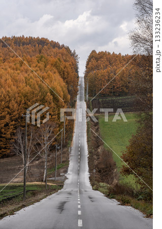 カラ松紅葉の大地 カラ松紅葉の大地 133236234