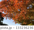 夕日に照らされる紅葉 133236236