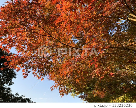 夕日に照らされる紅葉 133236236