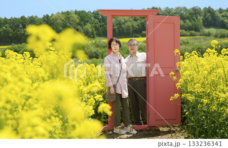 満開の菜の花畑を観光するシニアの夫婦(強レタッチver) 満開の菜の花畑を観光するシニアの夫婦(強レタッチver) 133236341