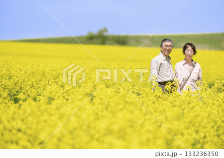 満開の菜の花畑を観光するシニアの夫婦（強レタッチver） 133236350