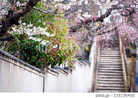 春の口縄坂の風景 133236450
