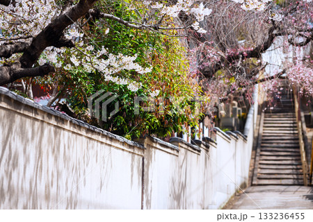 春の口縄坂の風景 133236455