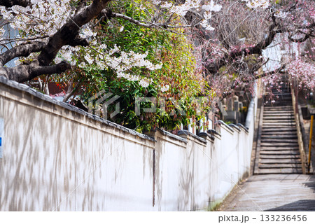 春の口縄坂の風景 133236456