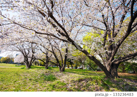 春の難波宮跡公園 133236483