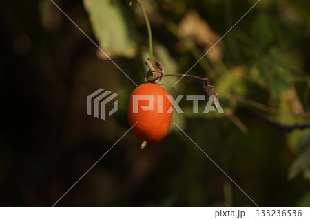 カラスウリの実 133236536