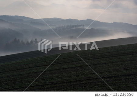 朝霧の丘 朝霧の丘 133236556