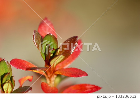 A vivid closeup of branches of Azalea Japanese Geisha Red displaying fiery red and pink autumn foliage against a softly blurred background, capturing the warmth of late-season sun. High quality photo A vivid closeup of branches of Azalea Japanese Geisha Red displaying fiery red and pink autumn foliage against a softly blurred background, capturing the warmth of late-season sun. High quality photo 133236612